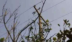 বড়াইগ্রামে খুঁটি থেকে বৈদ্যুতিক ট্রান্সফরমার চুরি#সংবাদ শৈলী