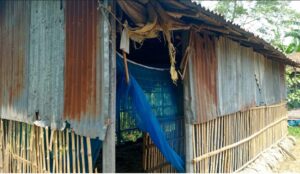 গুরুদাসপুরে একই বাড়ি থেকে ৬টি গরু চুরি, সর্বশান্ত পরিবার#সংবাদ শৈলী