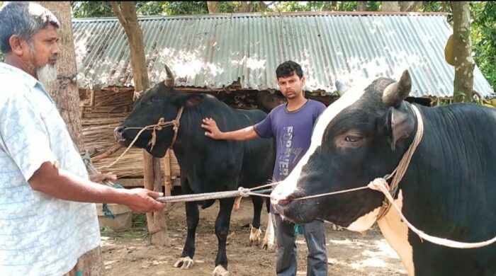 কোরবানীর ঈদে ধামাকা নিয়ে আসছে নলডাঙ্গার বাহাদুর-সম্রাট ও যুবরাজ#সংবাদ শৈলী