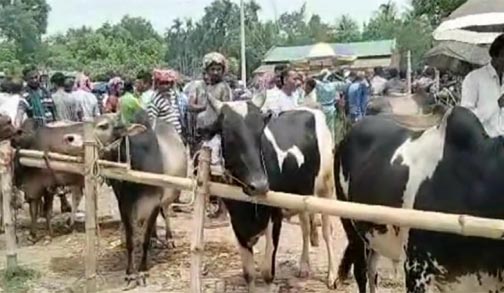 নাটোরে এখনো জমে উঠেনি পশুর হাট , হাসিল বাবদ বেশী টাকা আদায়ের অভিযোগ#সংবাদ শৈলী