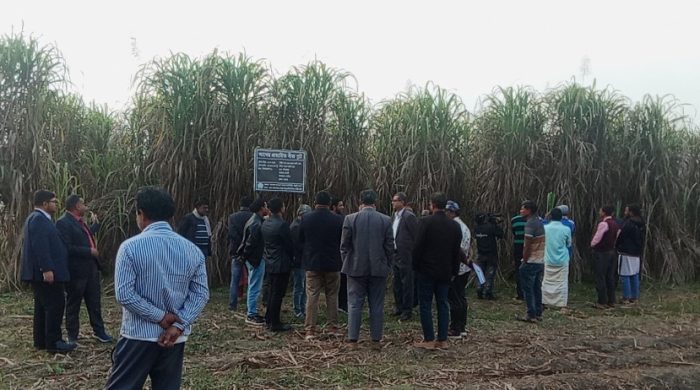 নাটোরে বিসআরআই-৪৬ জাতের আখ চাষে ফিরছে কৃষকের ভাগ্য#সংবাদ শৈলী