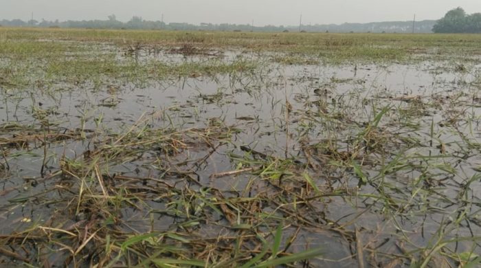 বড়াইগ্রামে জলাবদ্ধতায় পতিত ৩০০ বিঘা জমি#সংবাদ শৈলী