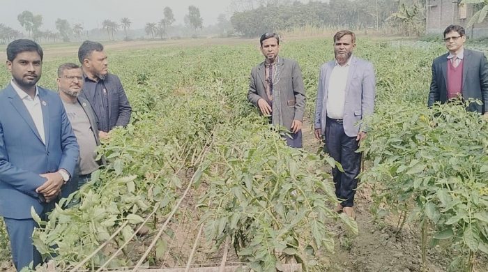 নাটোরে আখের সাথে সাথী ফসল হিসেবে মাঠ দিবস অনুষ্ঠিত#সংবাদ শৈলী