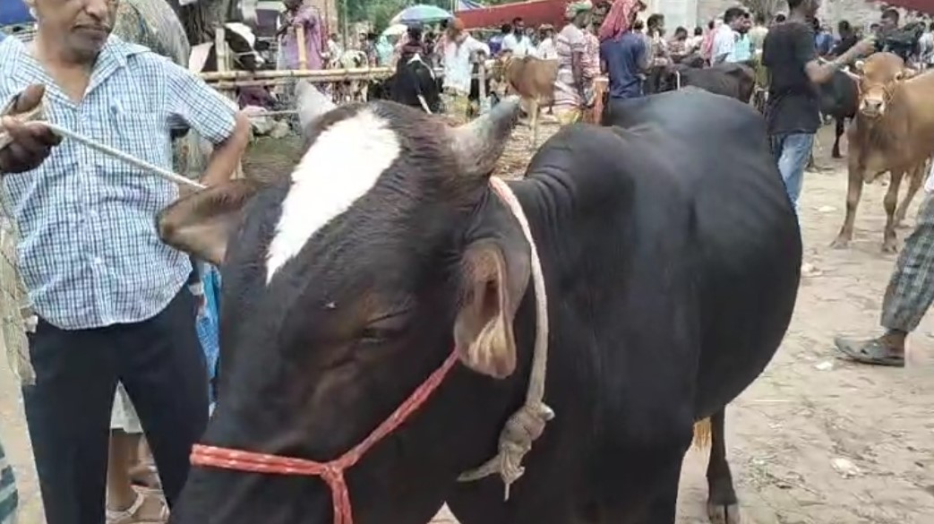 এখনো জমে ওঠেনি নাটোরের পশুহাট