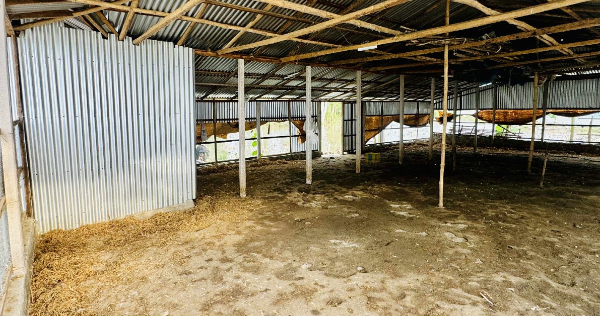 সিংড়ায় হাঁসের খামারে হামলা ও লুট, ৮ শত হাঁস নিয়ে গেল একদল দুর্বৃত্ত#সংবাদ শৈলী