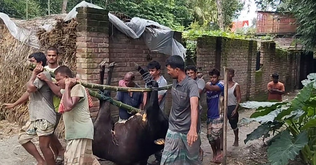 দরিদ্র কৃষকের একমাত্র গাভীর বিষ দিয়ে হত্যার অভিযোগ , গরুর ময়নাতদন্ত#সংবাদ শৈলী
