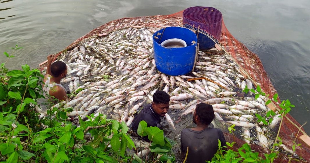 আওয়ামী লীগের সাবেক এমপি বকুলের দীঘিতে বিষ, হাজারো মাছ নিধন#সংবাদ শৈলী