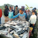 নাটোরে পুকুরে বিষ প্রয়োগে ৬ লক্ষ টাকার মাছ নিধন