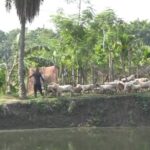 নাটোরে মরুর প্রাণী দুস্বার খামার, কোরবানির ঈদ ঘিরে বাড়ছে চাহিদা