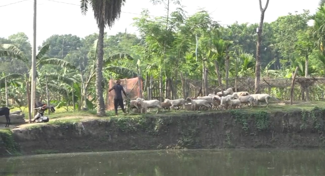 নাটোরে মরুর প্রাণী দুস্বার খামার, কোরবানির ঈদ ঘিরে বাড়ছে চাহিদা