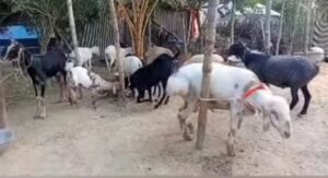 নাটোরের গুরুদাসপুরে মরুর প্রাণী দুস্বার খামার#সংবাদ শৈলী 