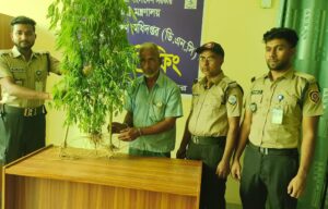 নাটোরে জমি থেকে উদ্ধার করা গাঁজার গাছ সহ আটক ১ #সংবাদ শৈলী