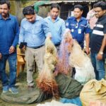 সিংড়ায় গোয়েন্দা তথ্যে অভিযান, ২০ লাখ টাকার অবৈধ চায়না দুয়ারি জাল ধ্বংস 