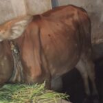 লালালপুরে ভয়াবহ লাম্পি রোগের প্রাদুর্ভাব, মারা গেছে ৩৬টি গরু,টিকা সংকট 