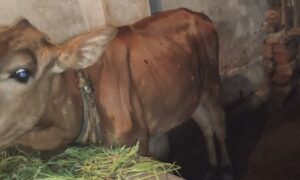 লালালপুরে ভয়াবহ লাম্পি রোগের প্রাদুর্ভাব, মারা গেছে ৩৬টি গরু,টিকা সংকট 