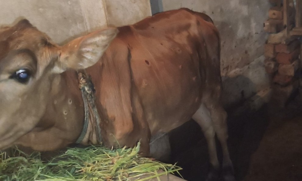 লালালপুরে ভয়াবহ লাম্পি রোগের প্রাদুর্ভাব, মারা গেছে ৩৬টি গরু,টিকা সংকট 