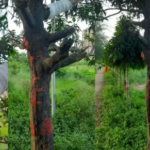 ইবির মীর মুগ্ধ লেকে রহস্যময় গাছ, কৌতূহলে ভিড় শিক্ষার্থীদের