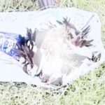 নলডাঙ্গায় শালিক হত্যার ভিডিও ভাইরাল, বন বিভাগের অভিযোগে