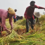 দেশের ১০ লাখ পরিবারের জরুরি কৃষি সহায়তা প্রয়োজন: এফএও