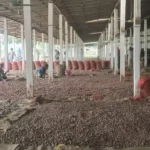 ঘন ঘন লোডশেডিংয়ে হিমাগারে রাখা ৭৭ হাজার টন আলু নিয়ে শঙ্কা