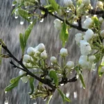 ঢাকায় আজ হালকা বৃষ্টির সম্ভাবনা, গরম থাকবে আগের মতোই
