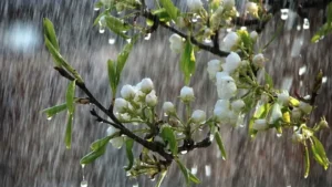 ঢাকায় আজ হালকা বৃষ্টির সম্ভাবনা, গরম থাকবে আগের মতোই