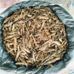 সিংড়ায় ১ কেজি গাঁজাসহ যুবক গ্রেপ্তার