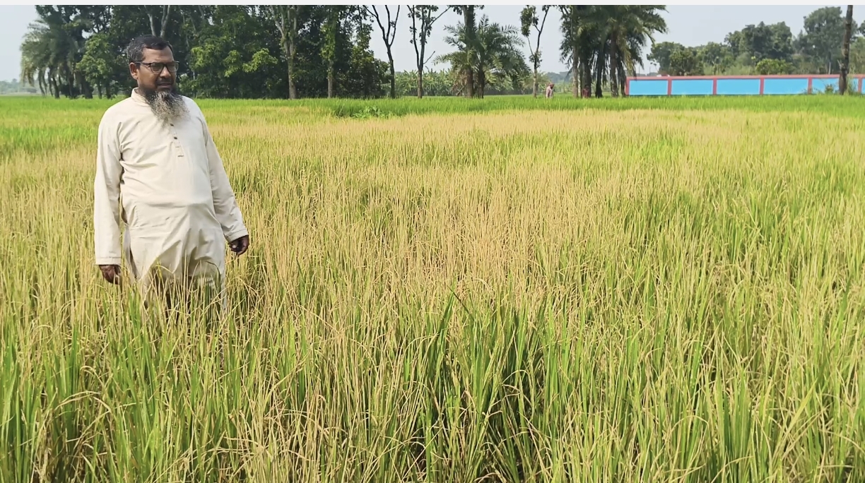 জমি বিরোধের জেরে ৩ বিঘা ধান নষ্টের অভিযোগ, ক্ষতি ২ লাখ টাকা#সংবাদ শৈলী