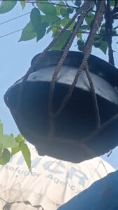 ডুমুর গাছে ঝুলতে পাতিল-রোগ মুক্তির আশায় ছুটছে মানুষ!