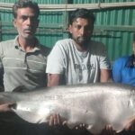 বারনই নদে জেলের বড়শিতে প্রায় ১৪ কেজি ওজনের বিশাল চিতল মাছ ধরা,সাড়ে ১১ হাজার টাকায় বিক্রি,এক নজর দেখতে উৎসক জনতার ভিড়
