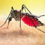 ডেঙ্গুতে আক্রান্ত এক লাখ ছাড়াল